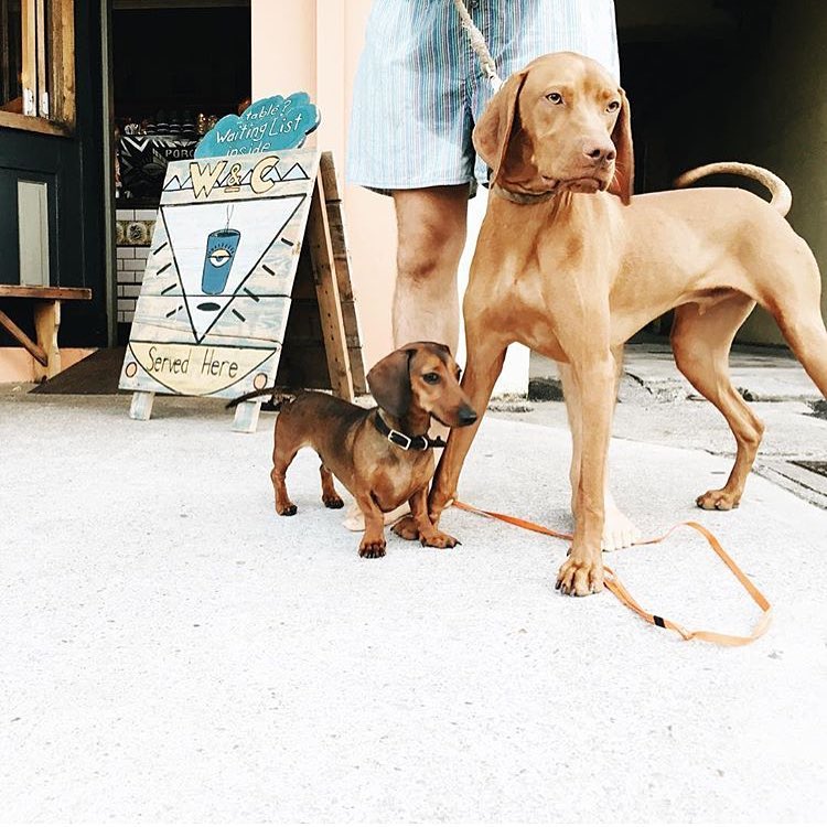 Dog Friendly Café's (and restaurant's) in Sydney