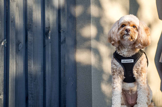 To Harness or Not to Harness: The Dog Collar vs. Dog Harness Debate