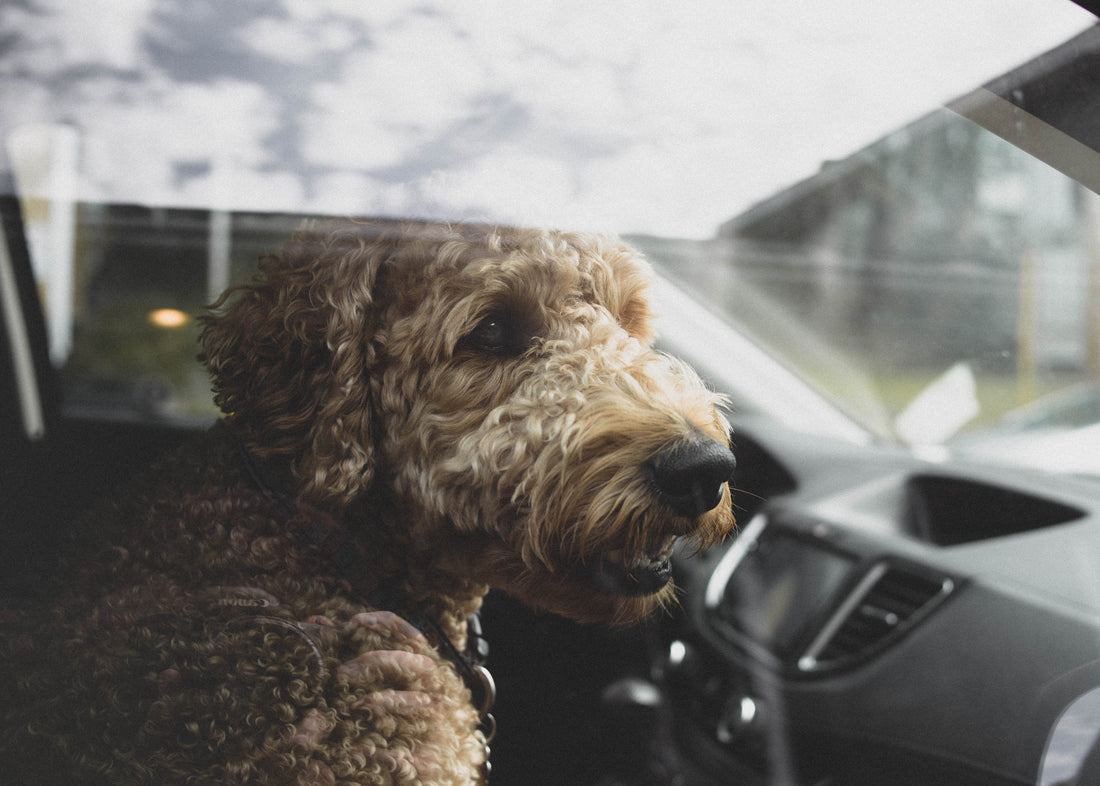 Why you should take your dog with you while running errands?
