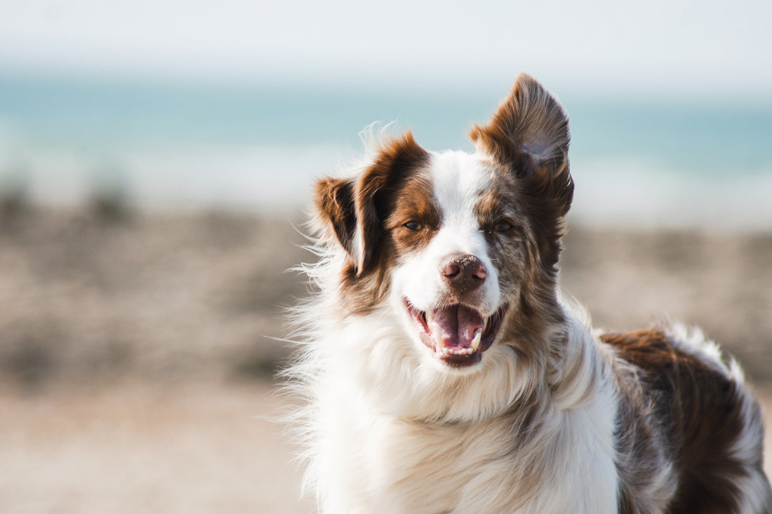 6 Ways To Celebrate Responsible Dog Ownership Month